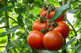 Some of the best vegetables to grow in your greenhouse include leafy greens, peppers, tomatoes, cucumbers, and spinach. Five Fruit Veg To Grow In A Greenhouse Stihl Blog
