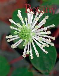 Image result for Acacia pilispina