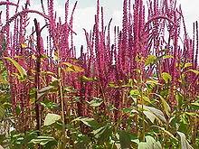 National surgical quality improvement program. Amaranthus Cruentus Wikipedia