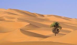 Libyan Desert Frames For Canvas Paintings Dates Tree Palm Trees