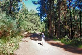 Im nordstlichen teil der insel teneriffa befindet sich eine bäckerei zickwolf. Esperanza Wald Runde Wildnis Wandern De