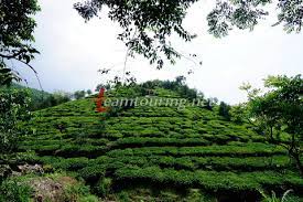 Kebun Teh Jamus Ngawi Dan Daya Tarik Borobudur Hills Teamtouring