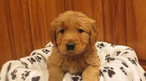 Maybe you would like to learn more about one of these? Male Golden Retriever Dark In Brege S Golden Pups Facebook