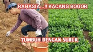 We did not find results for: Perkembangan Kacang Bogor Setelah Ditanam 1 Bulan Setengah Youtube