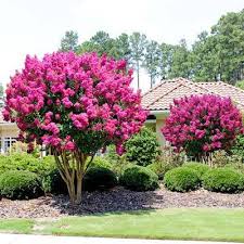 Pink Velour Crape Myrtle Tree Walmart Com In 2020 Myrtle Tree Garden Shrubs Trees To Plant