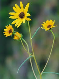 Image result for Helianthus angustifolius