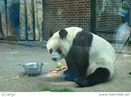 With about 1,380 different species and over 20,200 animals. Zoo Berlin Mamilade Ausflugsziele