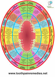 Full Details On Tooth Organ Connection With Chart Diagram