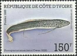 Check spelling or type a new query. Stamp West African Lungfish Protopterus Annectens Ivory Coast Fish 1986 Mi Ci 922 Sn Ci 796 Yt Ci 765 Sg Ci 909