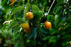 Only the final stage will yield fruit. How To Grow American Persimmons Gardener S Path