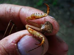Most interestingly, it uses its forelegs' many times it becomes the need of the hour to pick them up. The Praying Mantis Somewhere In Africa Safaris