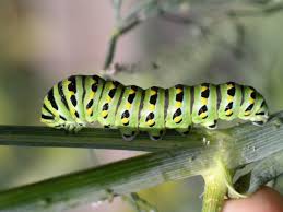 Black And Yellow Striped Caterpillar Michigan Caterpillars Butterflies Butterfly Caterpillar Swallowtail