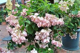 Apr 09, 2021 · only the flowers of bigleaf hydrangea (hydrangea macrophylla) and mountain hydrangea (h. Plant Details Rightplantz Com Plants Planting Roses Different Plants