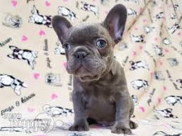 Gia is the perfect little girl. French Bulldog For Sale French Bulldog Puppies