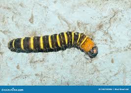 A Yellow-Brown and Hairy Caterpillar Stock Photo - Image of indonesia,  blue: 245758386