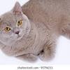 Https Encrypted Tbn0 Gstatic Com Images Q Tbn And9gcq 8qatihik9wqjsivoxpgrjmimws4bxi24oisnbxi Usqp Cau