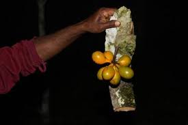 Image result for Monoon