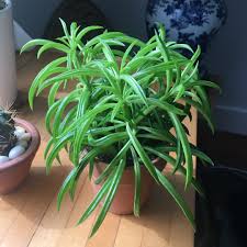Time lapse of a tulip blooming by science video. Peperomia Ferreyrae Happy Bean In Gardentags Plant Encyclopedia
