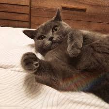20 Cat Picture Ideas 5 Cat Birthday Party 5 Ideas Living Spaces For Your Cat With Images Cats