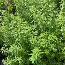 Image result for Aloysia