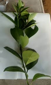 Maybe you would like to learn more about one of these? Rupanya Pokok Limau Kasturi Boleh Semai Guna Teknik Keratan Batang Mingguan Wanita
