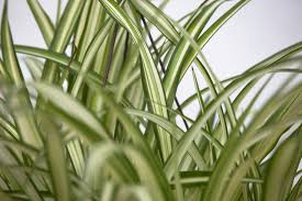 Image result for Chlorophytum pauper