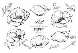 Hello my friends =)today i want to show you how to draw poppies in ink. Poppy Leaf And Flower Drawings Flower Drawing Flower Drawing Tutorials Poppy Drawing