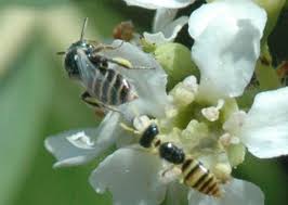 Image result for Isoglossa perdita