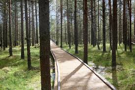 Bór na czerwonem sobre bor na czerwonem. Urzad Miasta Nowy Targ Informacje