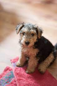 Mff 8279 Jpg Cute Dogs Airedale Puppy Airedale Terrier Puppies