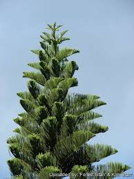 Image result for Araucaria columnaris