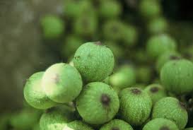 Image result for Ficus sur