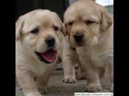 Labrador retrievers are known for their patience and adaptability, which makes them excellent dogs for beginners. Australian Labrador Breeders Labrador Web Labrador Videos