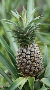 Image result for Ananas comosus