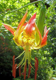 Flower is an unincorporated community in braxton county, west virginia, united states. North Carolina State Wildflower Carolina Lily Lilium Michauxii