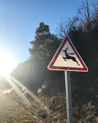 Les Animaux De La Foret Sont Prets Pour La Nuit De Noel In 2020 Instagram Country Roads Road