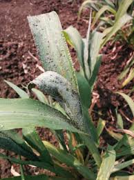 Image result for Echinochloa frumentacea