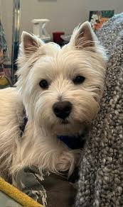 Cooper the rescue dog and son share a special bond