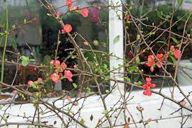 Chaenomeles × superba 'texas scarlet'. Gardening 101 Flowering Quince Gardenista
