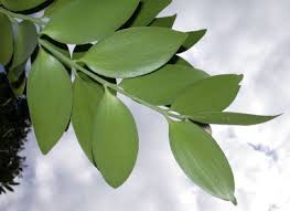 Image result for Araucariaceae