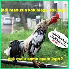 Jaka punya nih gambar sunda lucu lengkap dengan gambar lucu sunda 2020. 12 Meme Ayam Paling Gokil Dan Kocak Yang Bikin Ngakak Ekor9 Com Lucu Gambar Lucu Hewan