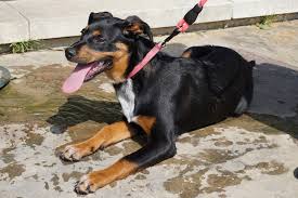 Submitted 18 hours ago by youshouldburn. The Dogs Of Katy Trail