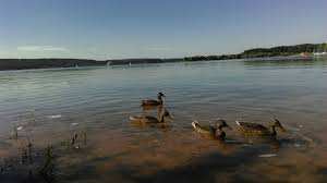 Entenfamilie Am Brombachsee Sommerurlaub See Urlaub