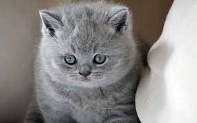 British Shorthair Ozellikleri Kedi Ansiklopedisi