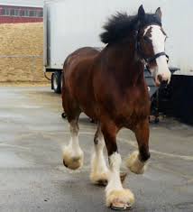 Compare dutch dragen and german tragen meaning to carry and danish drage meaning to draw or to fare), less often called a carthorse, work horse or heavy horse, is a large horse bred to be a working animal doing hard tasks such as plowing and other farm labor. Welds Extend The Life Of Draft Horse Shoes American Farriers Journal