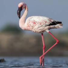 Image result for lesser flamingo