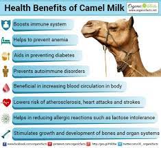 Camel milk is rich in nutrients, including proteins and good fats. That Which Heals Non Pharmaceutical
