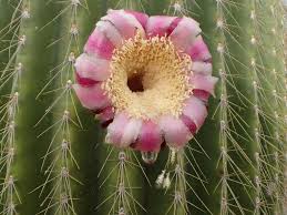 Image result for Neobolusia