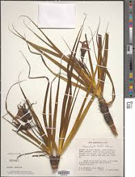 Image result for Xerophyta kirkii