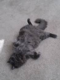 20 Most Popular Long Haired Cat Breeds Nebelung Cat Nebelung Russian Blue Cat